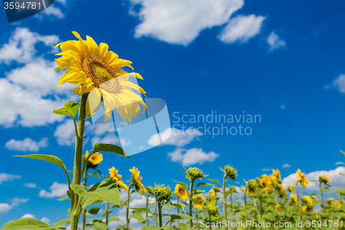 Image of sun flowers field in Ukraine sunflowers