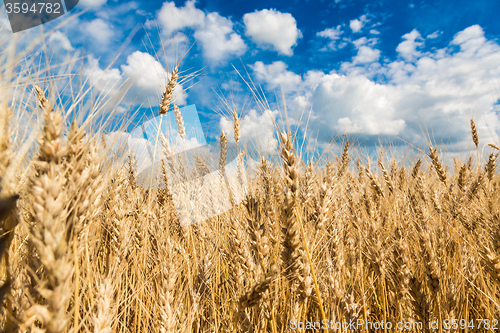Image of A wheat field, fresh crop of wheat
