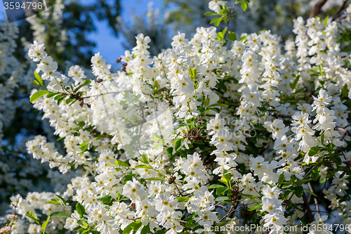 Image of White  flowers of the cherry blossoms