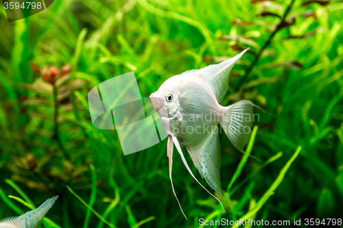 Image of Tropical fish PTEROPHYLLUM SCALARE