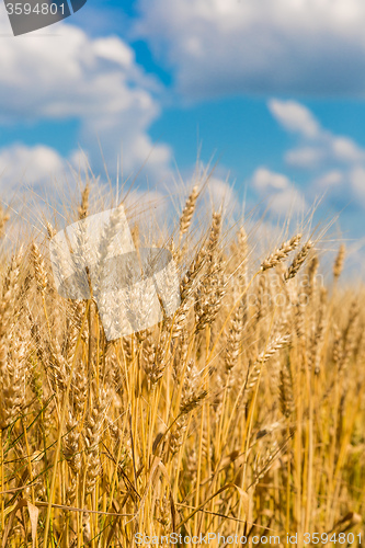 Image of A wheat field, fresh crop of wheat
