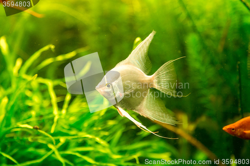 Image of Tropical fish PTEROPHYLLUM SCALARE