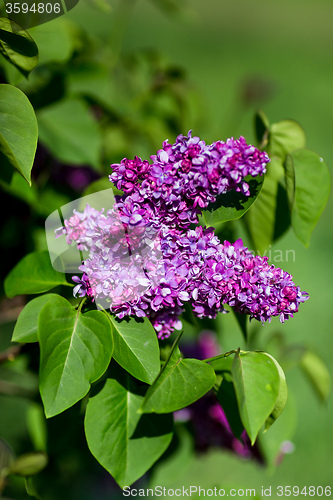 Image of purple lilac bush blooming in May day. City park