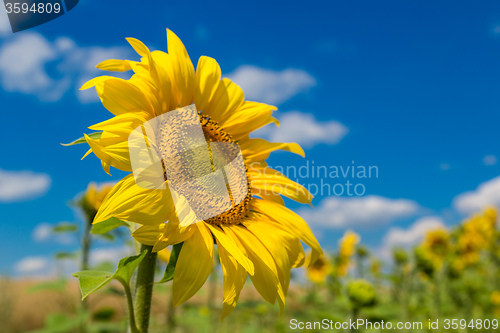 Image of sun flowers field in Ukraine sunflowers