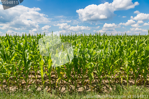 Image of Green corn field