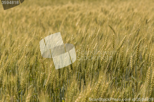 Image of A wheat field, fresh crop of wheat