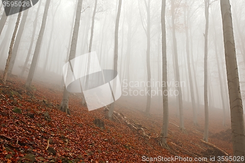 Image of Autumn Forest Fog