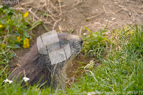 Image of Marmot in it\'s hole