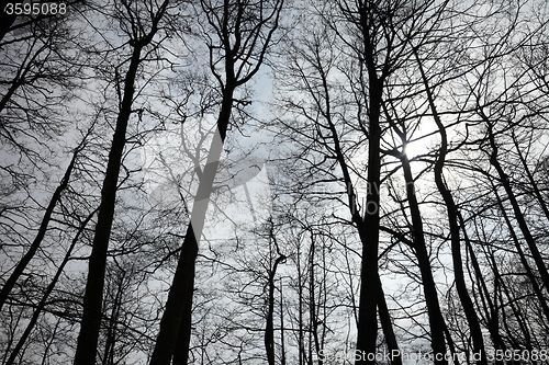 Image of Bare trees