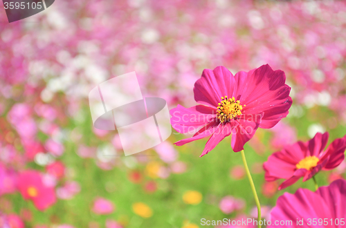 Image of Pink Cosmos Flower