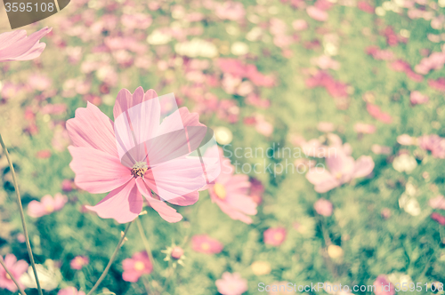 Image of Pink Cosmos Flower