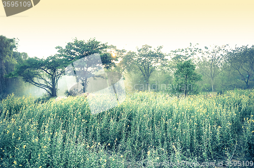 Image of Flower Field