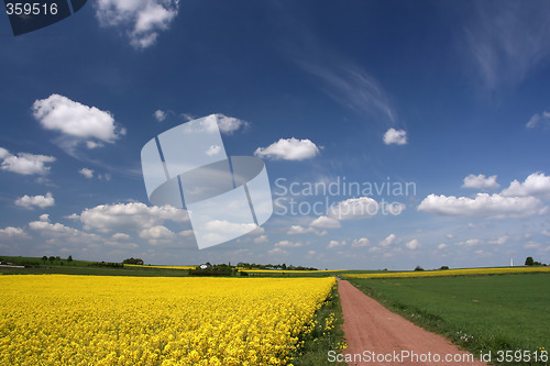 Image of Blue sky and canola fields.