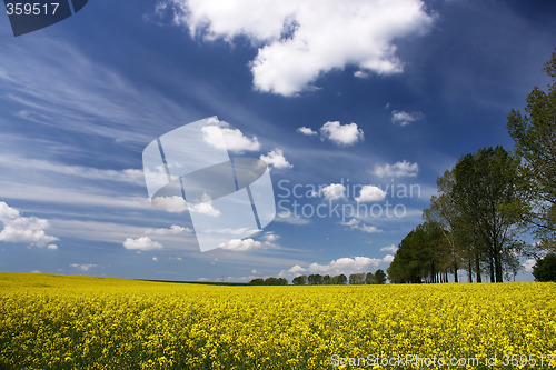 Image of Rape field and white clouds