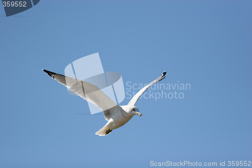 Image of Gull in Flight