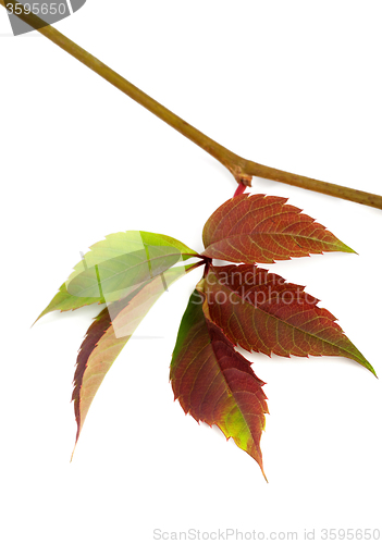 Image of Multicolor autumn twig of grapes leaves, parthenocissus quinquef