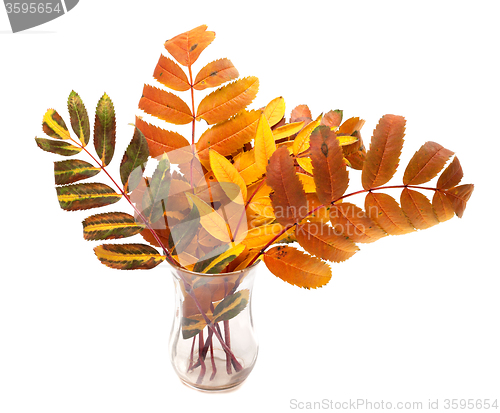 Image of Multicolor autumn rowan leafs in glass
