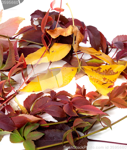 Image of Multicolor autumnal leafs