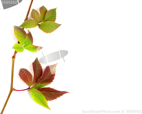 Image of Multicolor autumnal twig of grapes leaves, parthenocissus quinqu