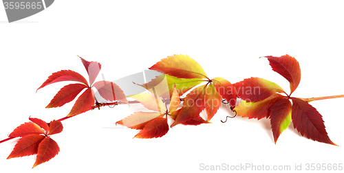 Image of Red autumn branch of grapes leaves