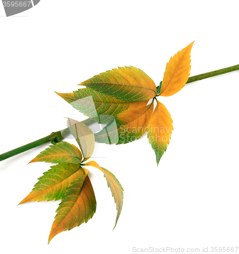 Image of Multicolor autumn twig of grapes leaves, parthenocissus quinquef