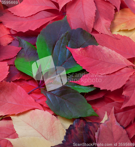 Image of Background of autumn leaves