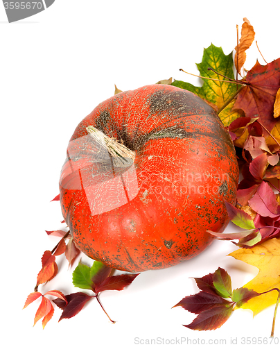 Image of Red ripe pumpkin and multicolor autumn leaves
