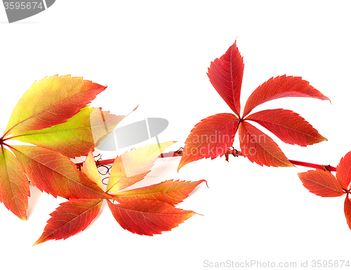 Image of Red autumnal branch of grapes leaves 