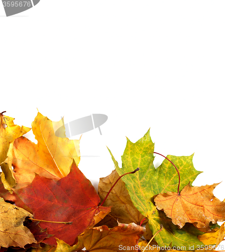 Image of Autumn maple-leaf background