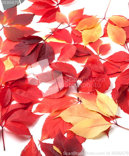 Image of Scattered autumn red leaves on white background