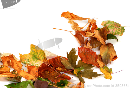 Image of Autumn dry leafs. Isolated on white background