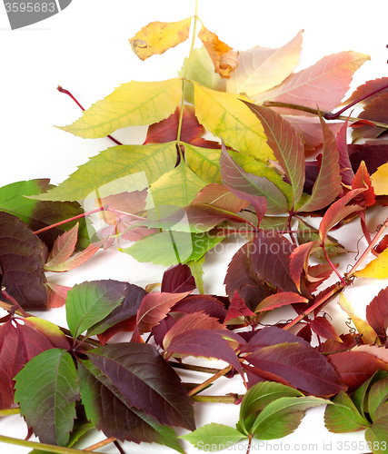 Image of Multicolor autumn leafs