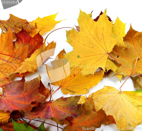 Image of Autumn dry maple-leafs