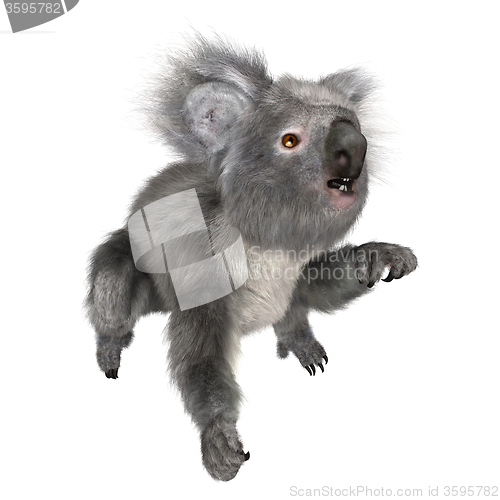 Image of Australian Koala Bear