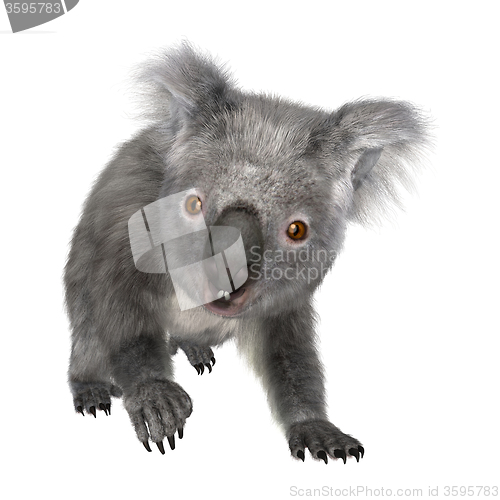 Image of Australian Koala Bear