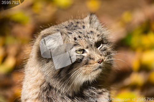 Image of beautiful wild cat, Pallas\'s cat, Otocolobus manul