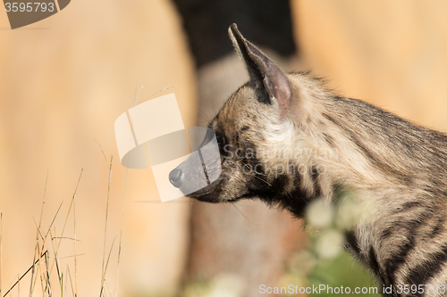 Image of Striped hyena (Hyaena hyaena)