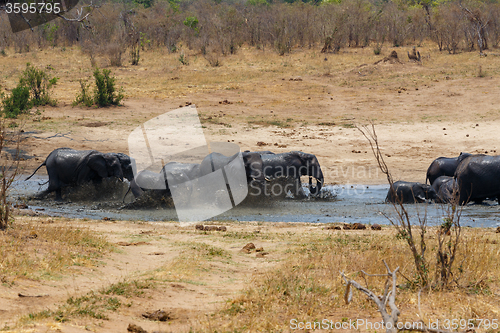 Image of African elephants bathing at a muddy waterhole