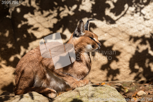 Image of caracal (karakal) family in nature