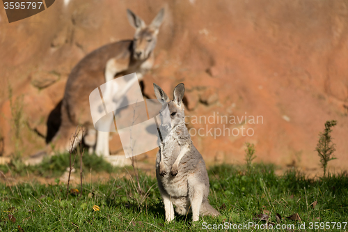 Image of red kangaroo