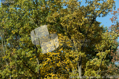 Image of Autumn background