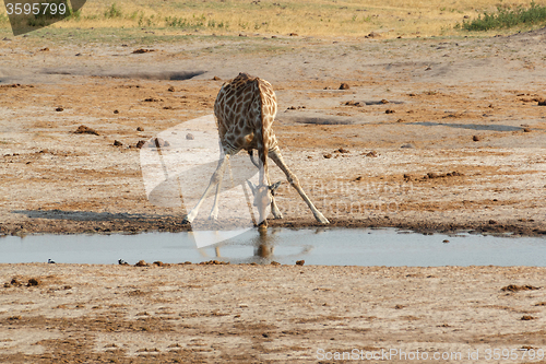 Image of Giraffa camelopardalis drinking in national park, Hwankee