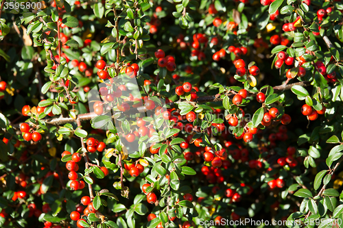 Image of autumn background with red gaultheria