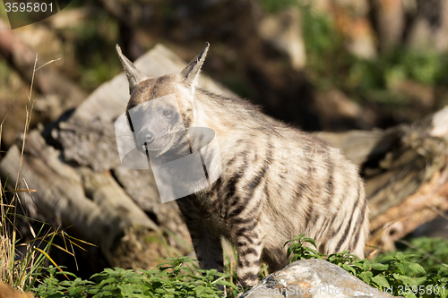 Image of Striped hyena (Hyaena hyaena)