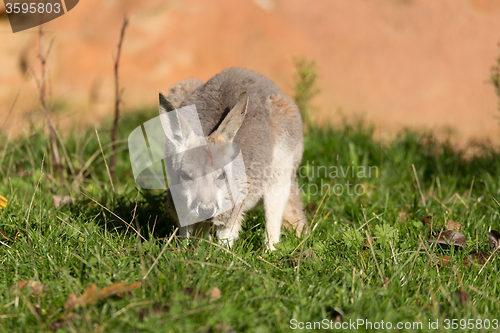 Image of red kangaroo