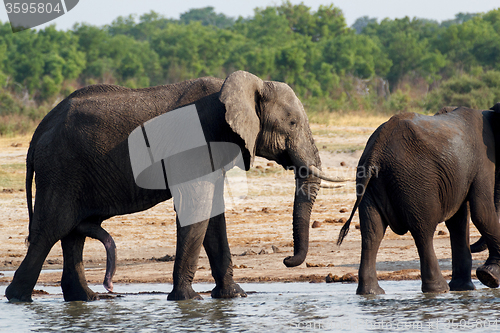 Image of herd of African elephants drinking at a muddy waterhole