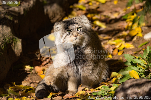 Image of beautiful wild cat, Pallas\'s cat, Otocolobus manul