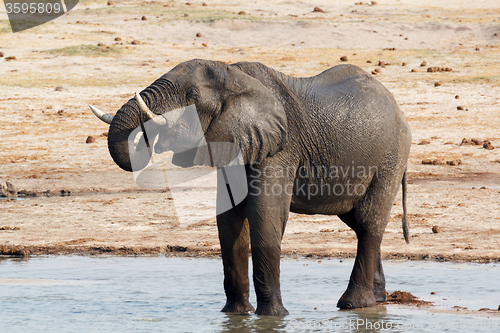 Image of African elephants drinking at a muddy waterhole