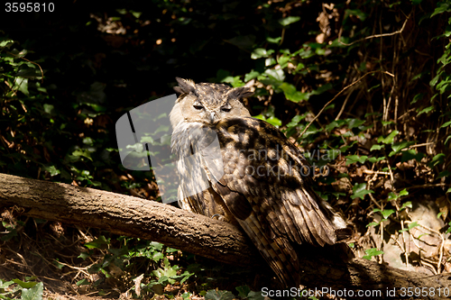 Image of urasian Eagle-owl sitting on the tree