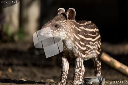 Image of baby of the endangered South American tapir